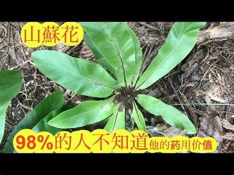 山蘇風水|在風水上，山蘇花具有哪些重要的特色？揮別晦氣齊聚好運！